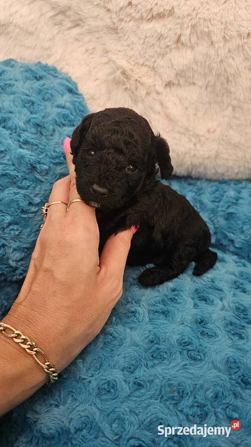 Pudel ToyMiniatura pakiet badań genetycznych sprzedam