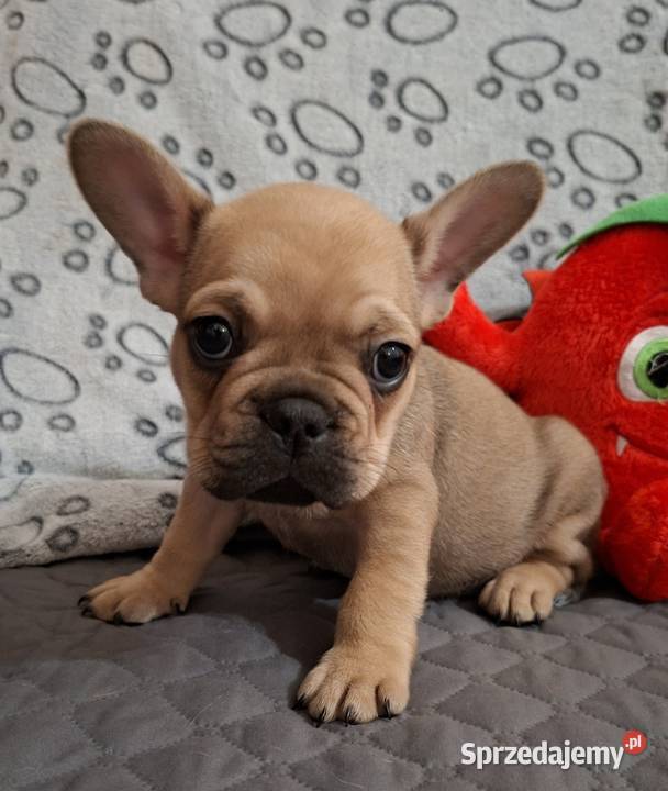 Sprzedam buldożki francuskie Olsztyn sprzedam