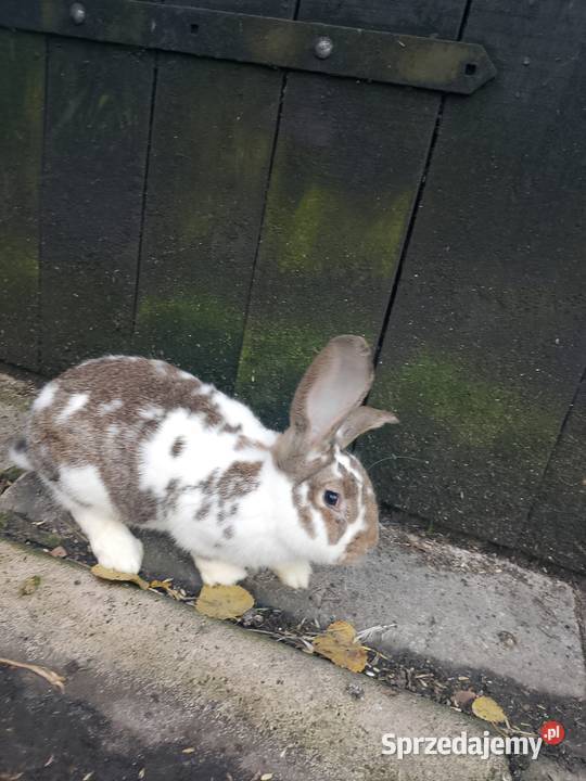 Króliki Giełda zwierząt Ciechanów