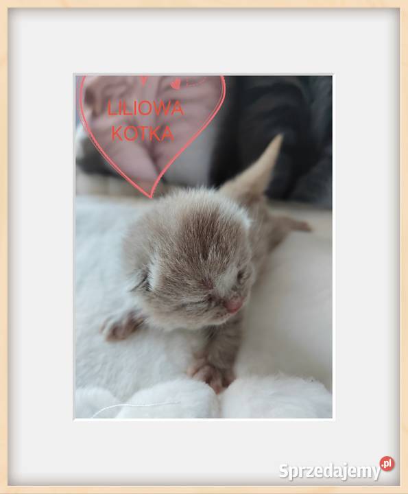 do rezerwacji kotka brytyjskiego warmińsko-mazurskie Pasłęk