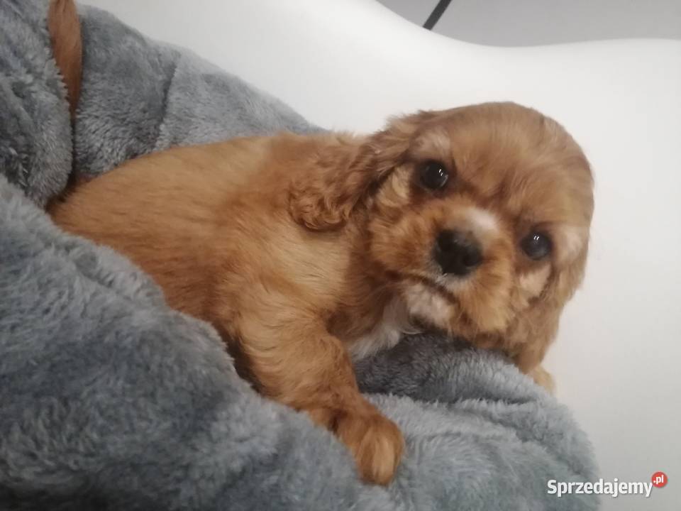 Suczka Cavalier King Charles spaniel Ruby Bt Tarnowskie Góry sprzedam