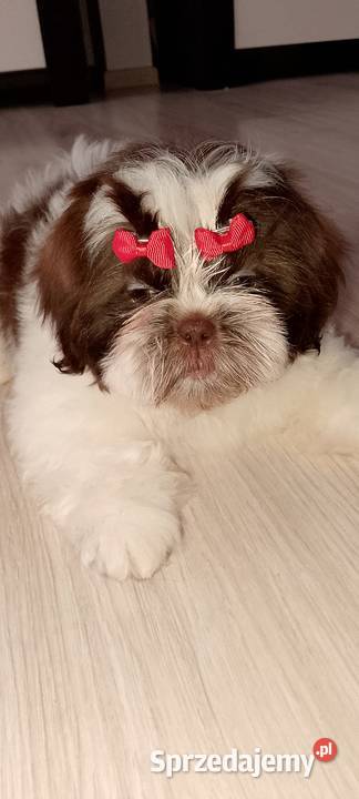Biało czekoladowa suczka rasy ShihTzu Kępno