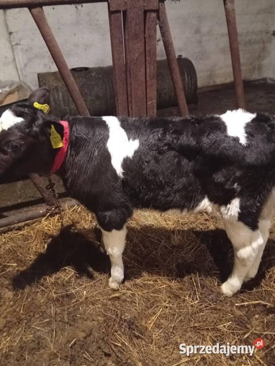 Bryczki Bydło Wyszków