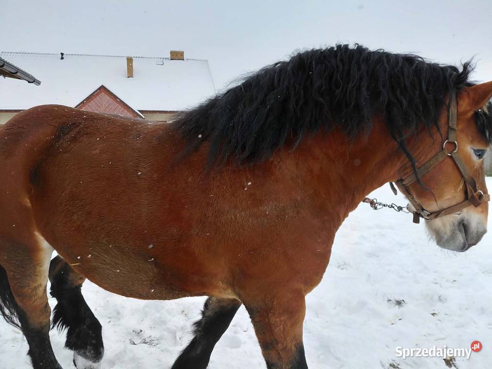 Ogier zimnokrwisty Sykulski lubelskie Bekiesza