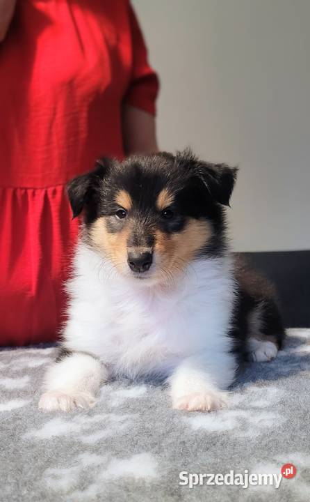 Collie OwczareSzkocki Długowłosy szczenięta ZKwP Pozostałe dolnośląskie Wrocław sprzedam