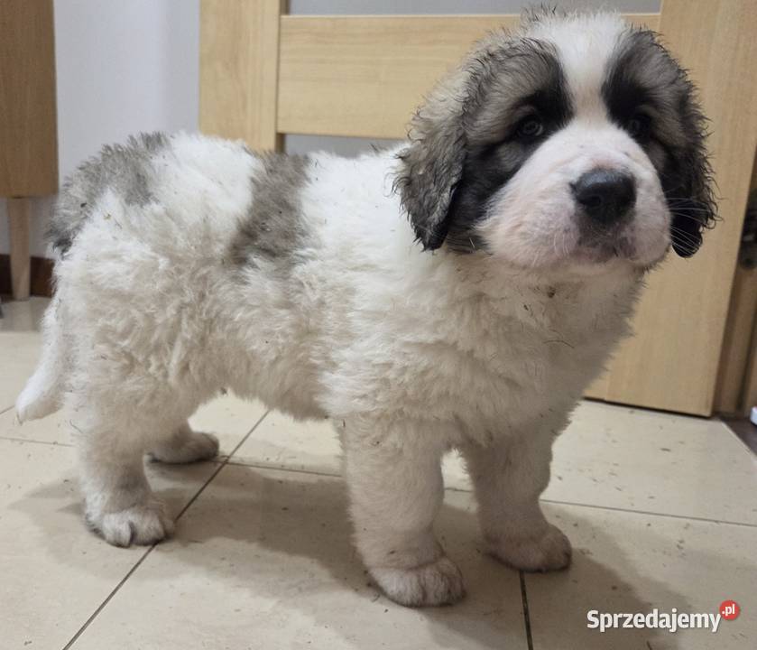 Mastif Pirenejski ZKwPKrakow szczeniaki dostepne Ochmanów