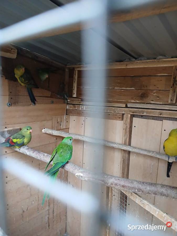 Bergi i barabandy Rżyska sprzedam