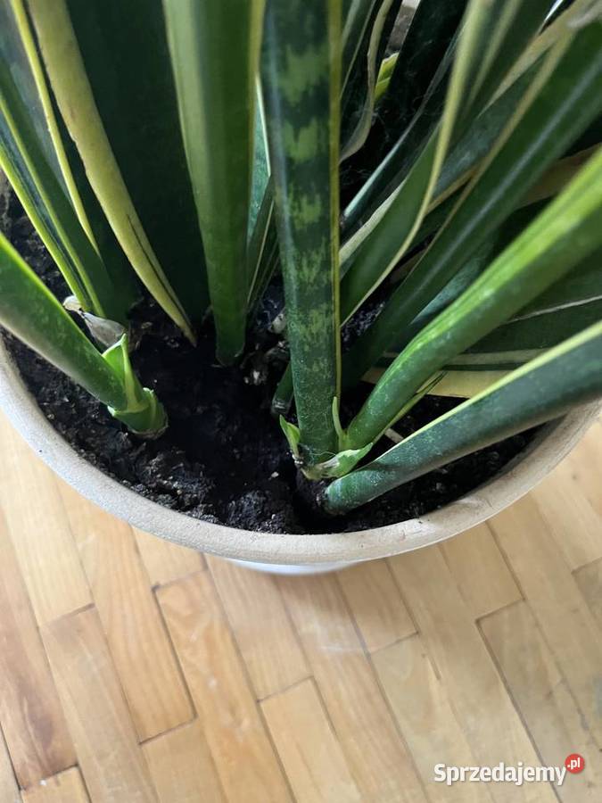 Sansewiera duży kwiat w donicy Pozostałe Radomsko