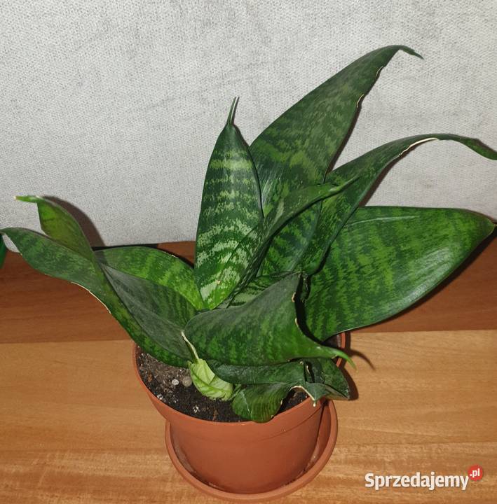 Sansewieriasansa niska roślina rosnąca Warszawa