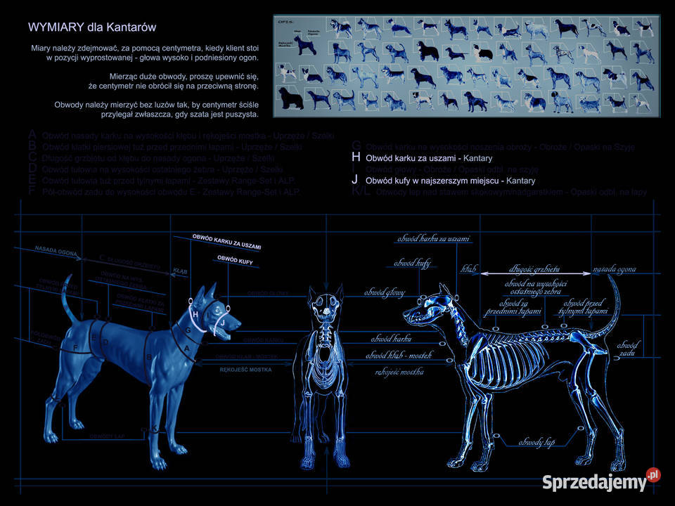 Kantar Szkoleniowy Psa Halter PA Hifica śląskie sprzedam