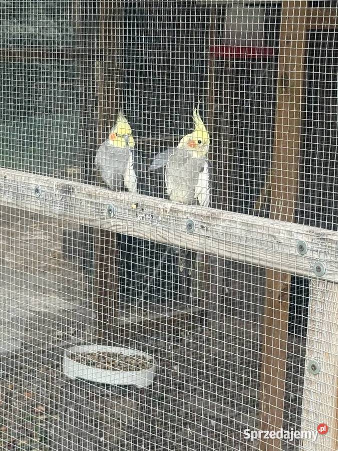 Papugi faliste Niny swiergotki Trawniki