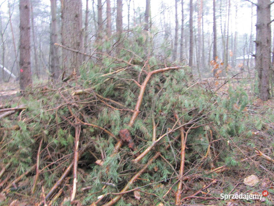 metry gałęzie Opał Ostrów