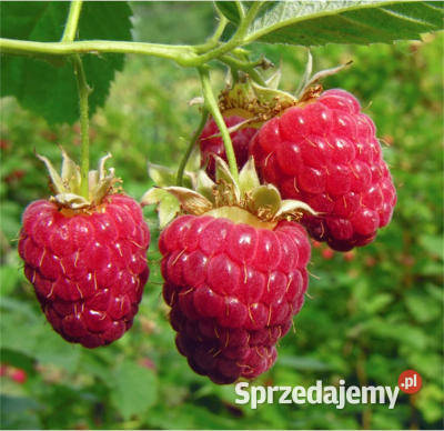 Sadzonki Malin 15 sztuk Gostyń