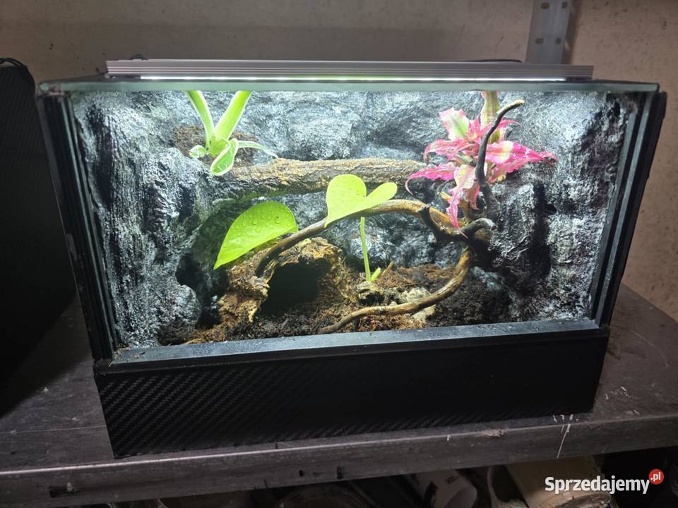 Terrarium tropikalne z wyposażeniem 30x20x20 Ostrów Wielkopolski