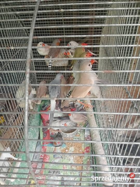 Zeberki gołąbki Wawrzeńczyce