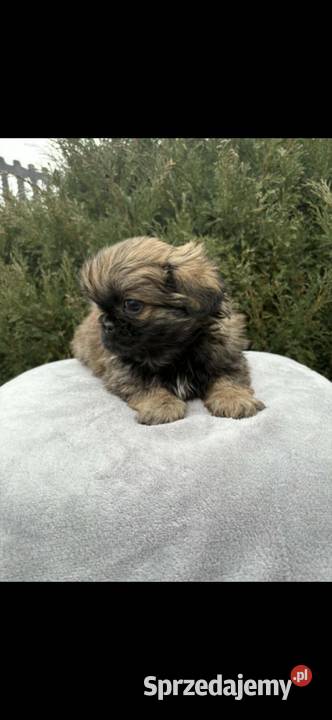 Piekińczyk trzy samce szczeniaki Kraków