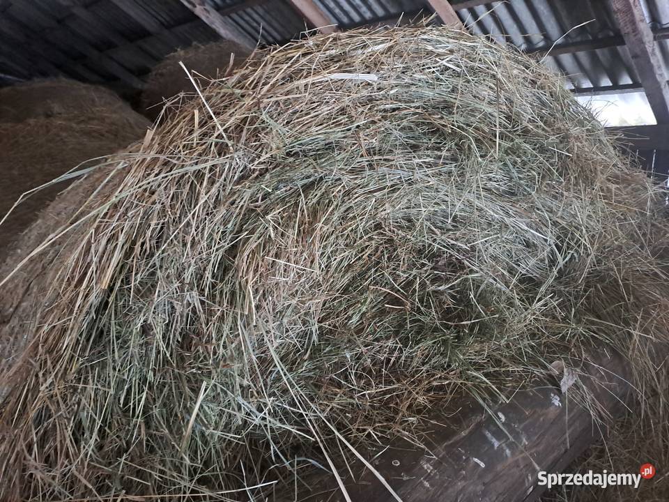 Siano Bele 120 x 140 lubelskie sprzedam