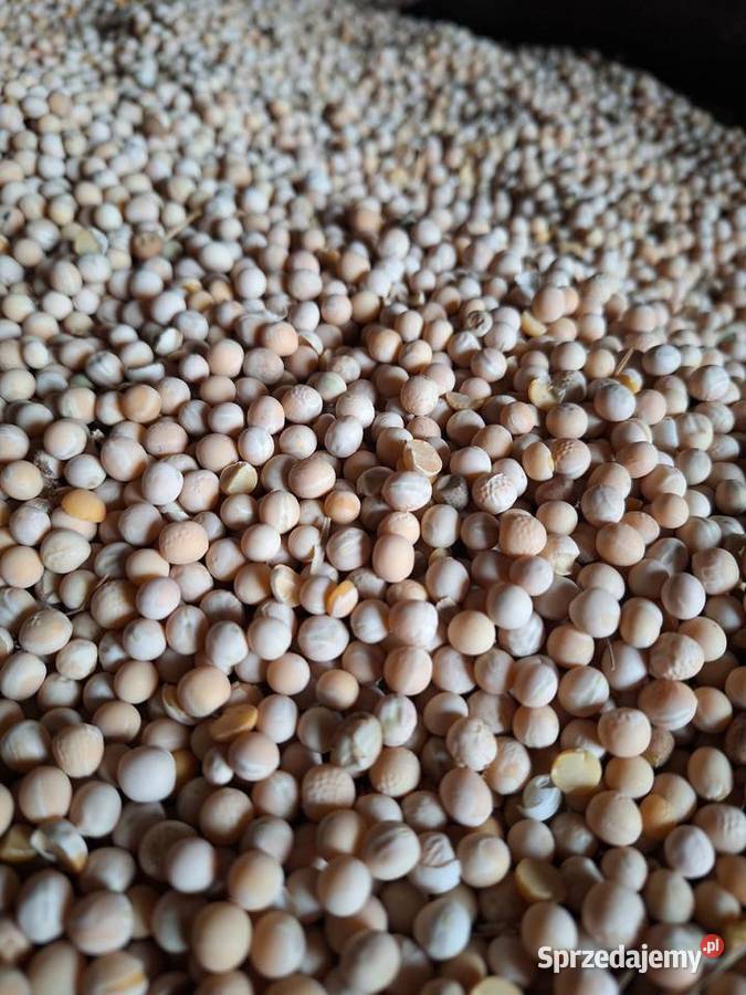 Groch Żółkiewka-Osada