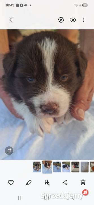 Szczenieta Border Collie REZERWACJA