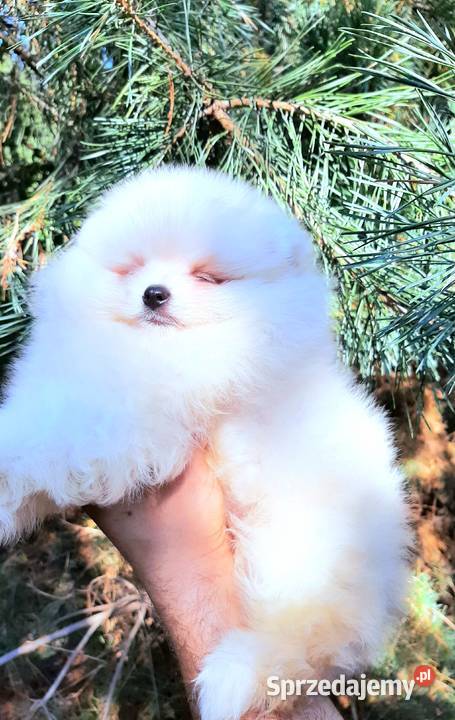 Szpic miniaturowy pomeranian chlopak Psy Pabianice