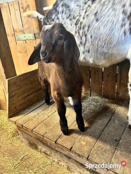 Koziołki An Domanowice