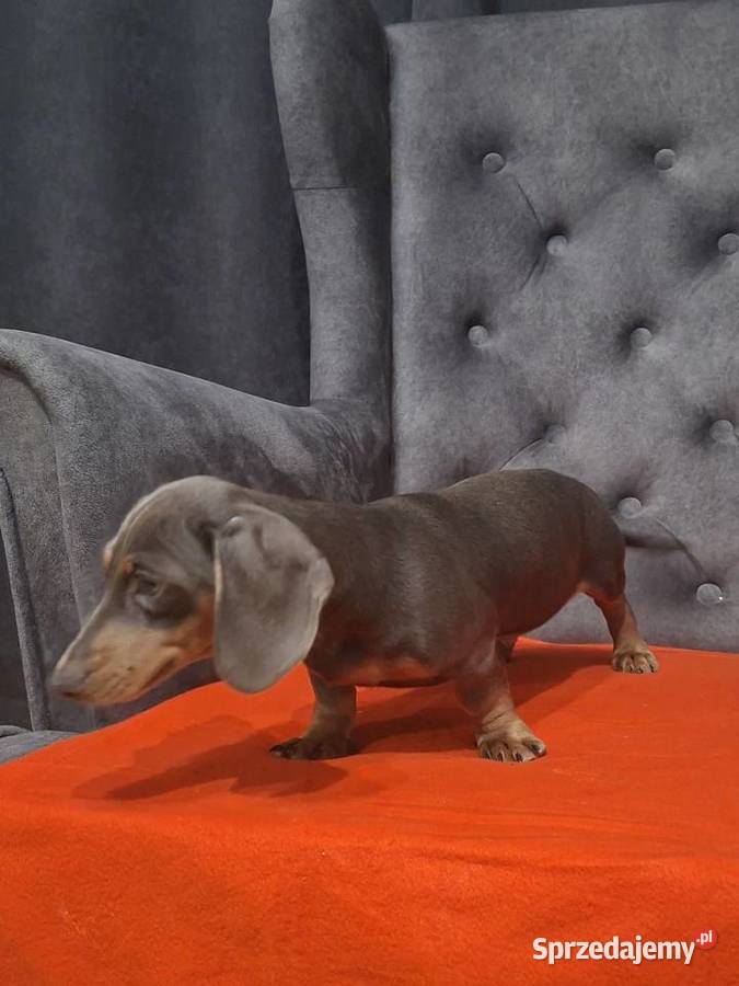 Jamnik niebieski Żyrardów