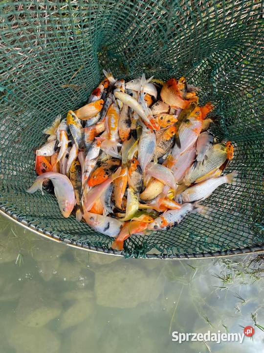 Ryby narybek Jesiotr albinos Karaś koi kolorowy Słupca
