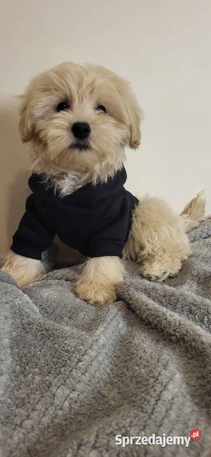 MALTIPOO PIESEK Kielce