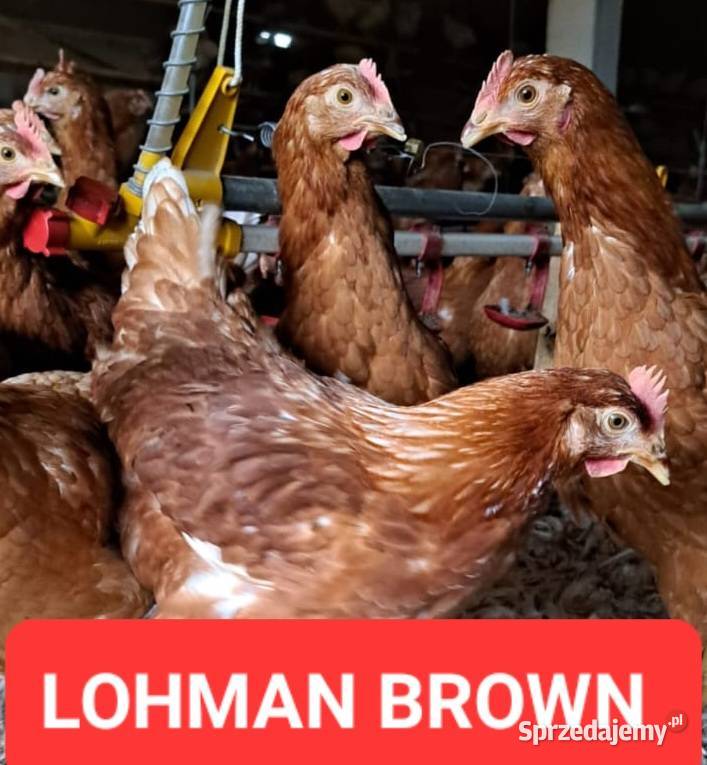 Kury nioski leghorn rosa lohman brown dolnośląskie Nowa Karczma