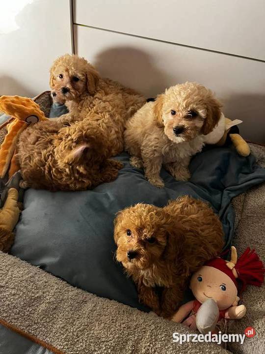 Śliczna sunia pudel