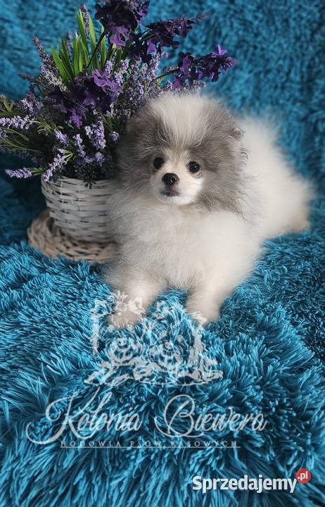 Pomeranian Szpic Miniaturowy śliczne pieski Szpic miniaturowy Zwierzęta Sędziejowice