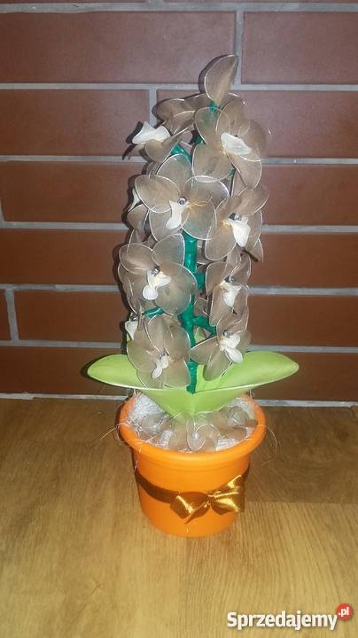 storczyki z rajstop opolskie Nysa