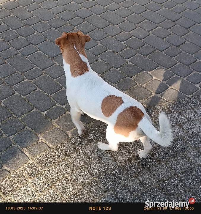 Szczeniaki Jack Russell terrier łódzkie Marynki
