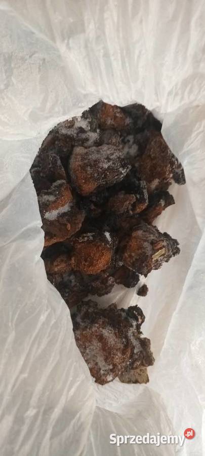 Chaga czaga błyskoporek podkorowy Grzyb podlaskie