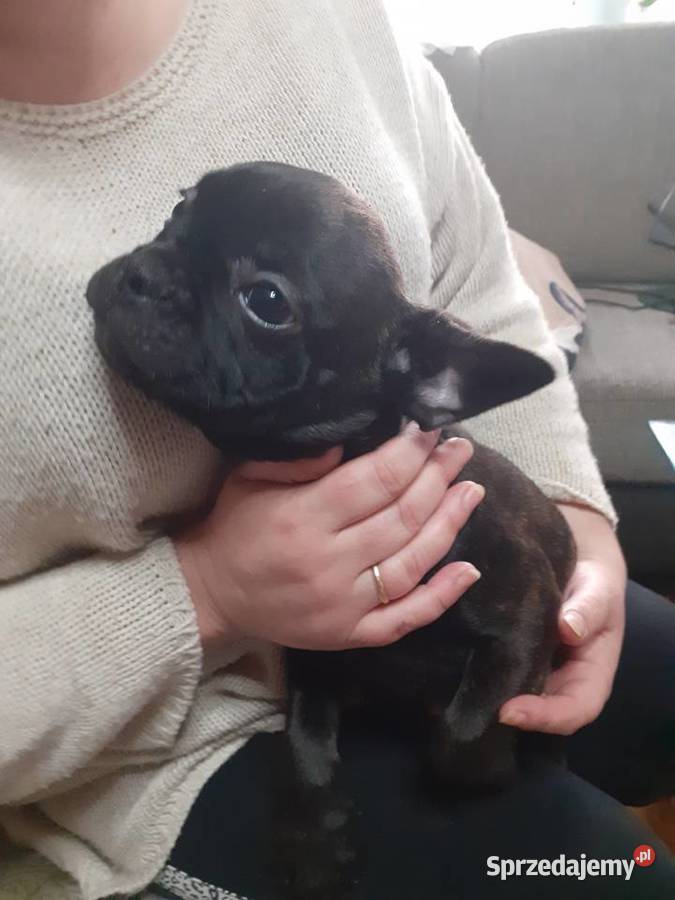 BULDOG FRANCUSKI Świdnica sprzedam