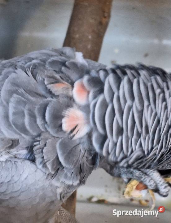 Żako dorosła samica z czerwonym faktorem Ptaki opolskie Opole