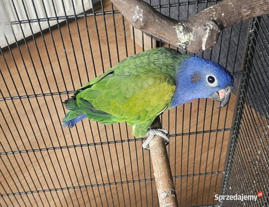 Piona niebieskoglowa sprzedam