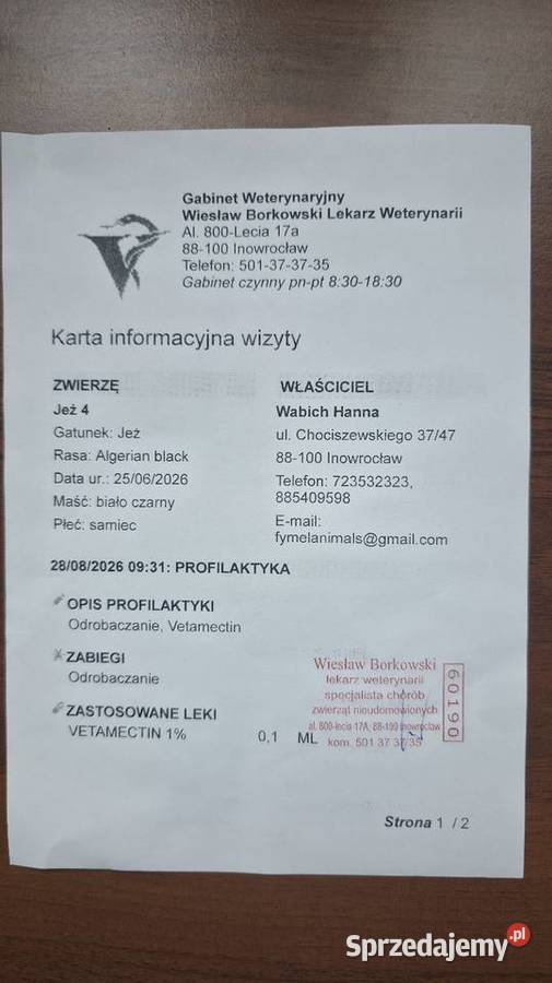 Jeż pigmejski samiec 4 miesiące z pełnym Zwierzęta dolnośląskie Zgorzelec