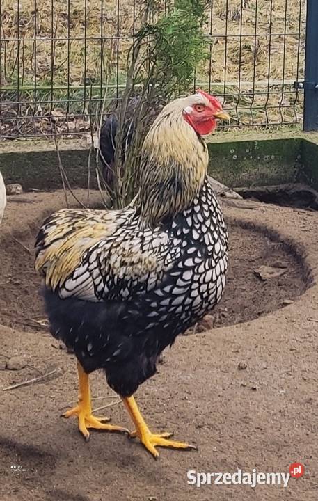 Koguty Wyandotte Ptaki Łochów