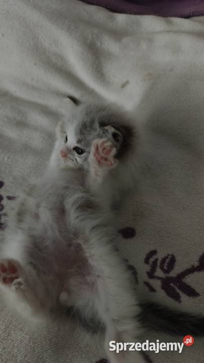 Cudowne kociaki Ragdoll Championie FPL rodowód lubelskie