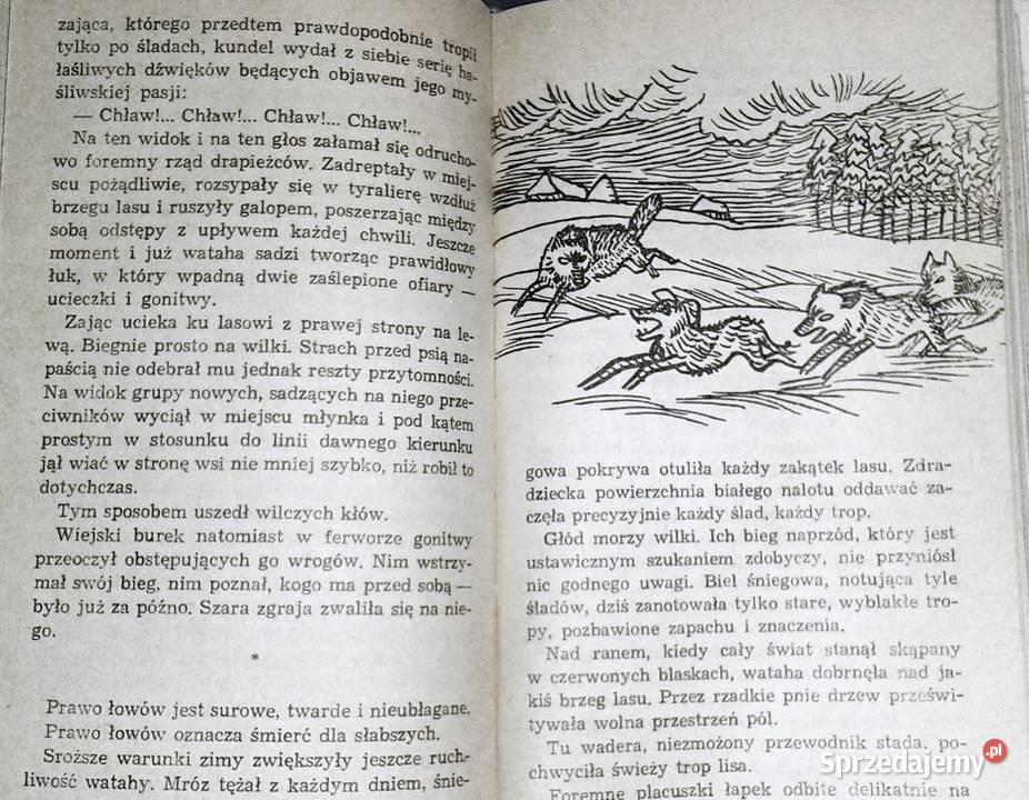 Drapieżcy Teodor Goździkiewicz Chełm