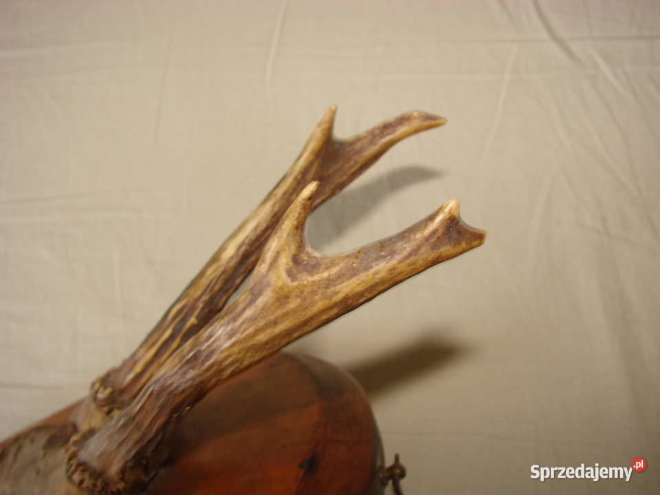 poroże kozła sarny Pruszcz Gdański