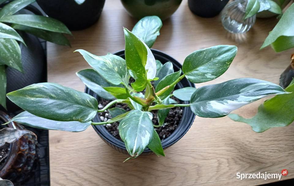 Philodendron White Princess śląskie Częstochowa