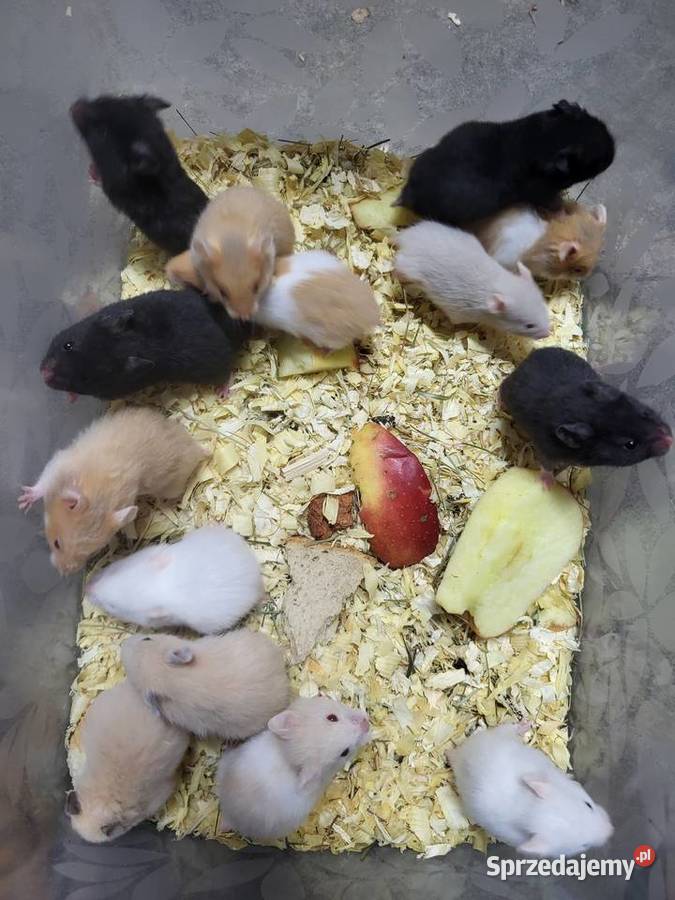 Chomiki syryjskie Zwierzęta Wrocław