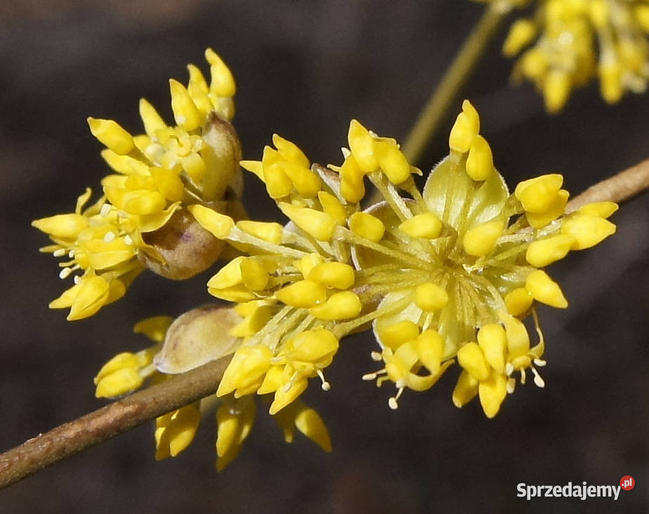 DEREŃ JAPOŃSKI Cornus officinalis NASIONA 130 Lubanie