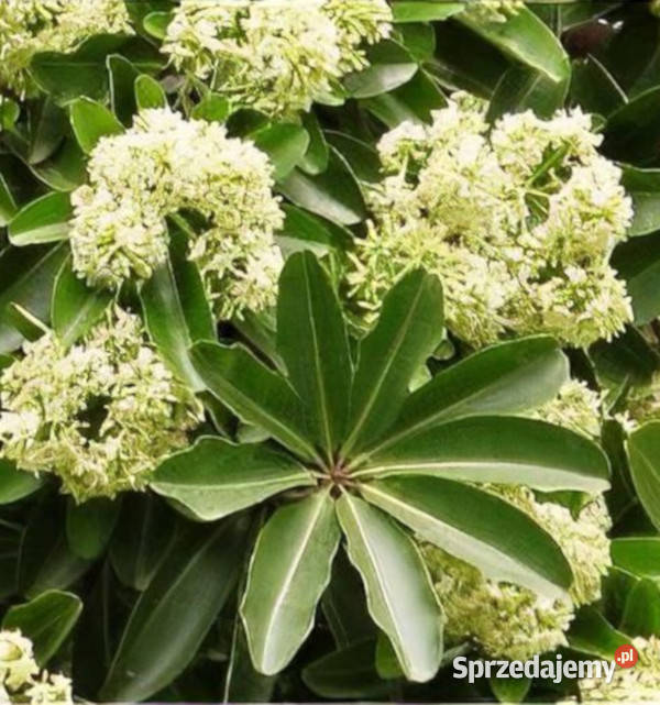 ALSTONIA SZKOLNA Alstonia scholaris NASIONA 300 Lubanie