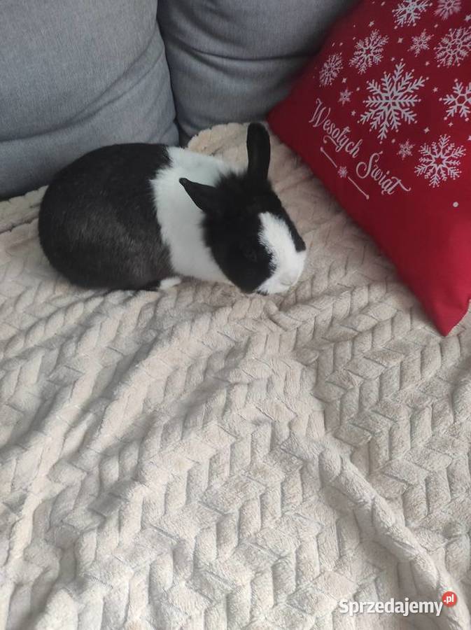 Królik miniaturka karzełek oddam
