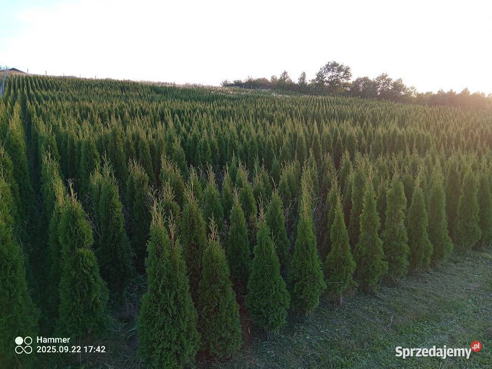 Tuja szmaragd szmaragdowa tuje na żywopłot podkarpackie Jasło sprzedam