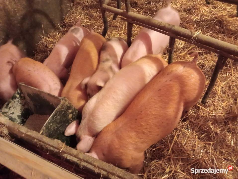 Prosięta prosiaki 6 sztuk Strzałkowo sprzedam