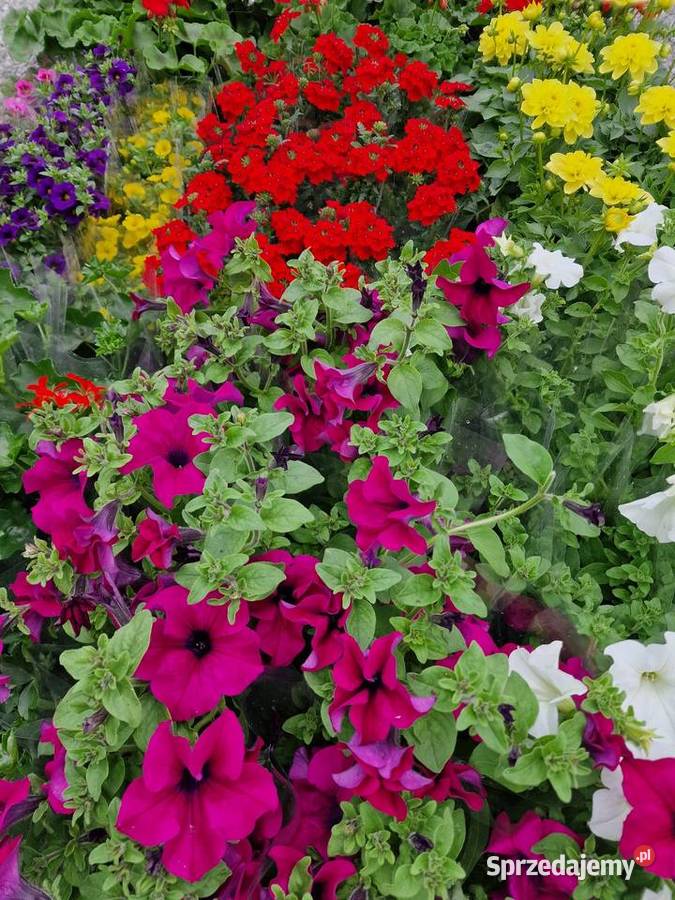 Kwiaty Sadzonki Warzyw Bukówka